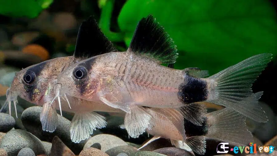 Panda Çöpçü Balığı (Corydoras panda)