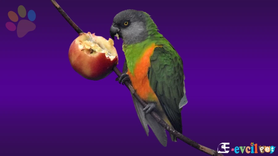 Senegal Papağanı