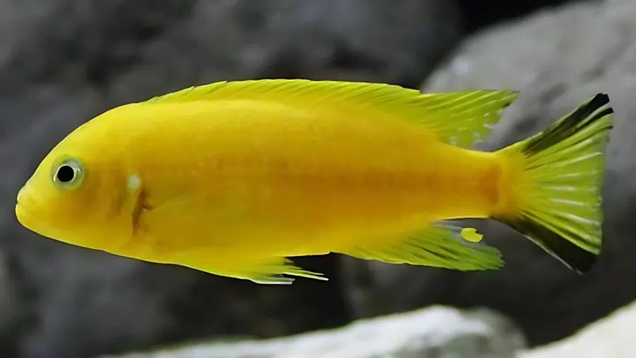 Metriaclima sp. Daktari Erkek