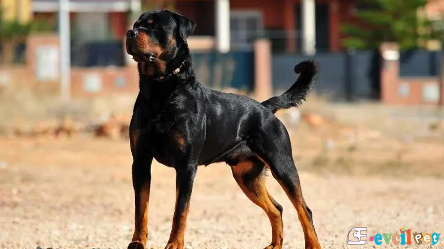 Rottweiler