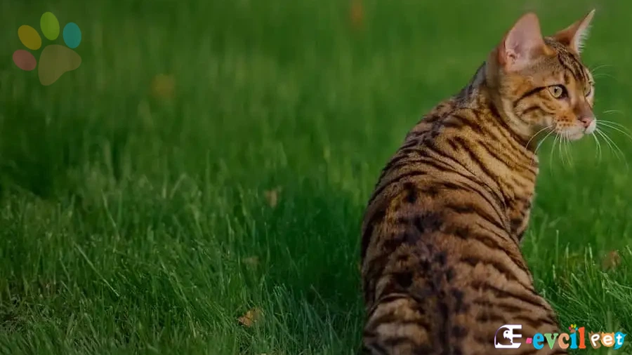 Ussuri Kedi Bakımı ve Beslenmesi