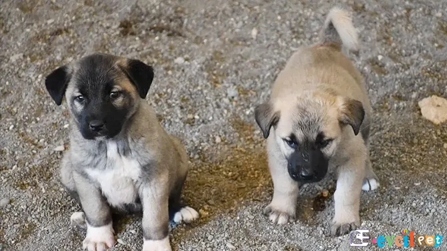 Kangal Köpeği Fiziksel Özellikleri (Sivas Kangalı) 