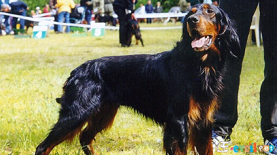Gordon Setter Karakter Özellikleri