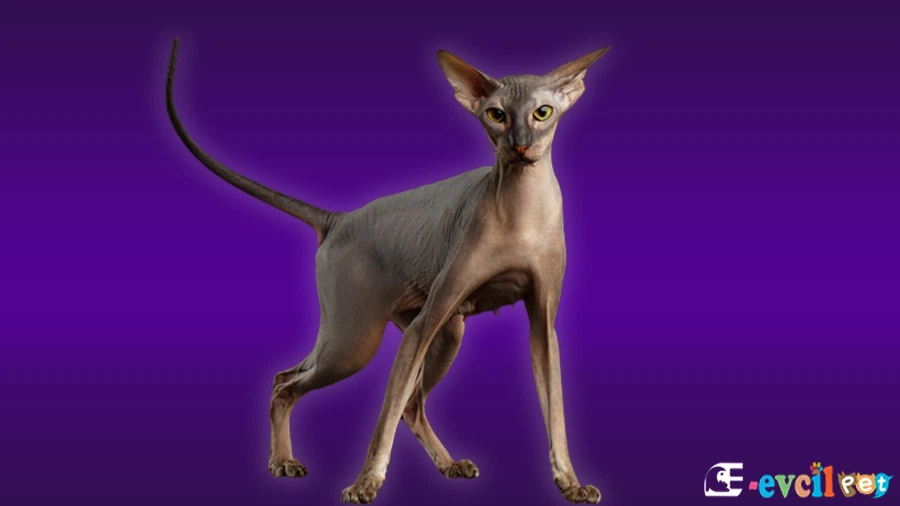Peterbald Kedisi