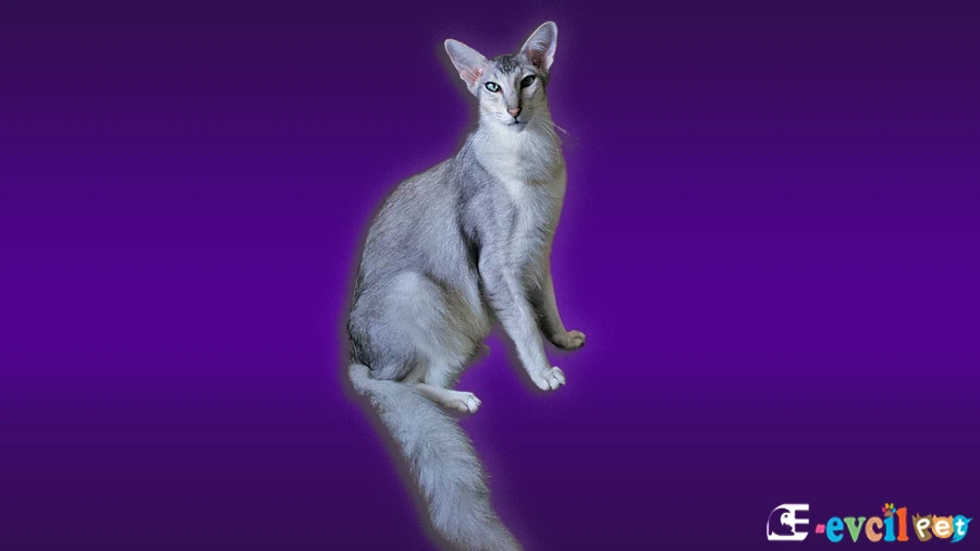 Oriental Longhair Kedi