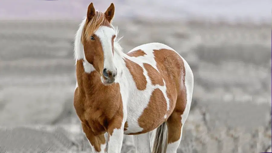 Mustang Atı Alacalı