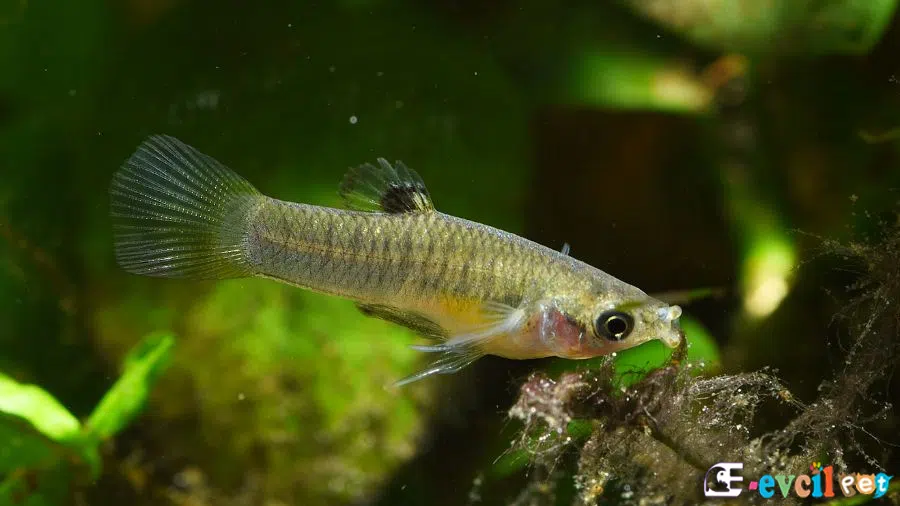 Poecilia caucana