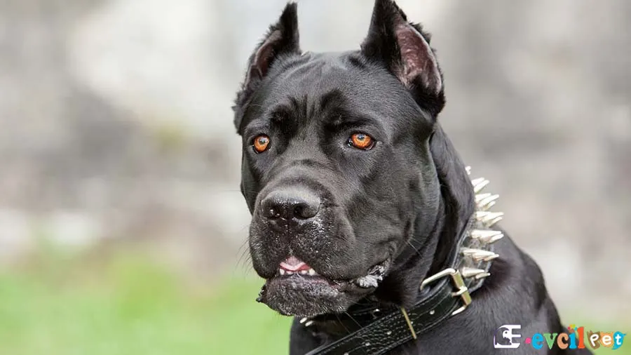 Cane Corso Sağlık Sorunları Hastalıkları