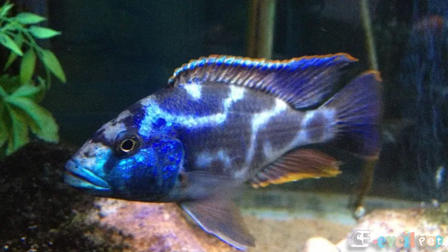 Nimbochromis livingstonii Yaşayan Kaya Akvaryumu