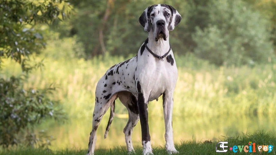 Great Dane Danua Bakımı ve Beslenmesi