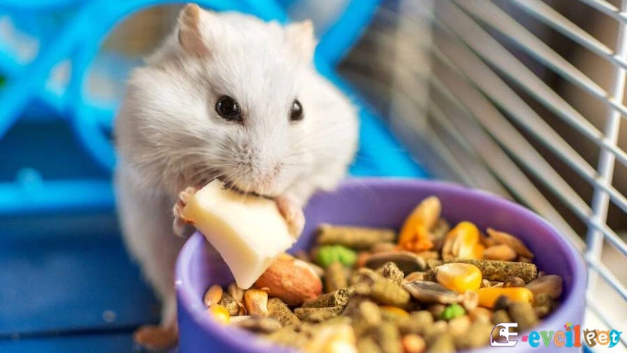 Hamster