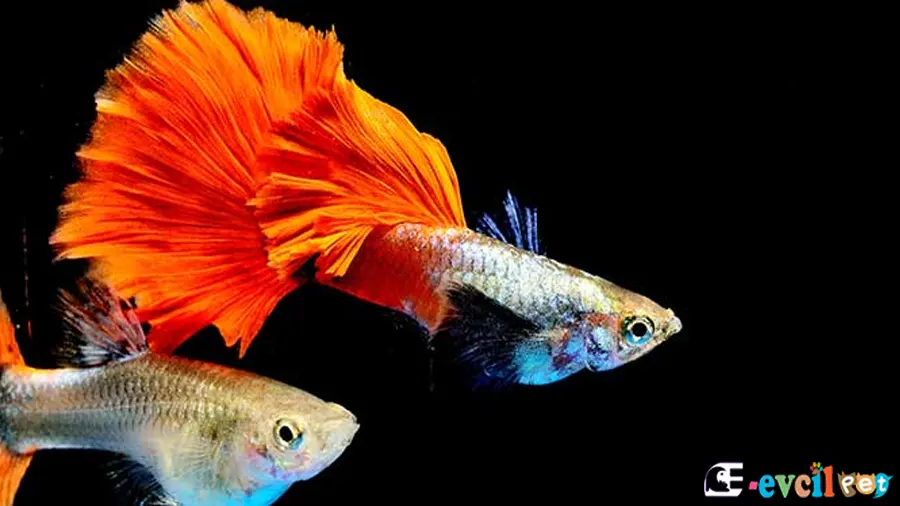 Lepistes Guppy Lepistes Guppy