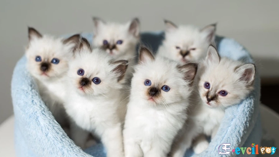 Birman Temel Eğitimi ve Tuvalet Eğitimi