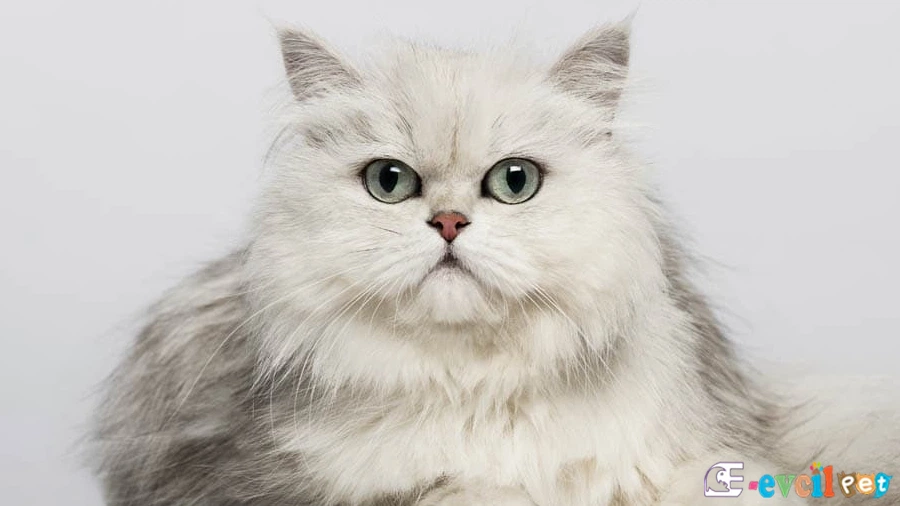 Chinchilla (Çinçila) Fiziksel Özellikleri