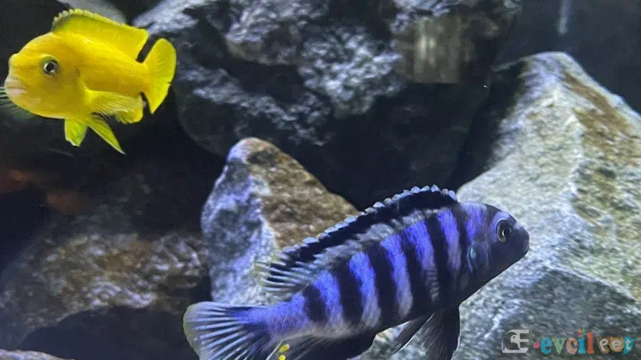 Chindongo Saulosi Akvaryumu