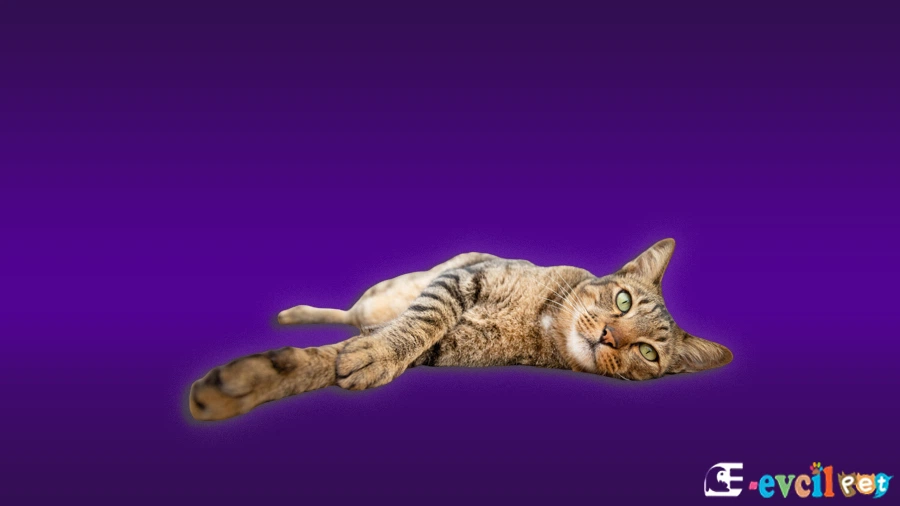 Dragon Li Kedi