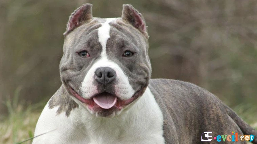 American Bully Temel Eğitimi ve Tuvalet Eğitimi