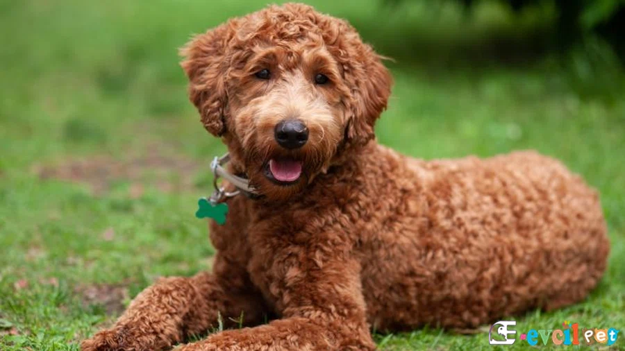 Labradoodle Bakımı ve Beslenmesi
