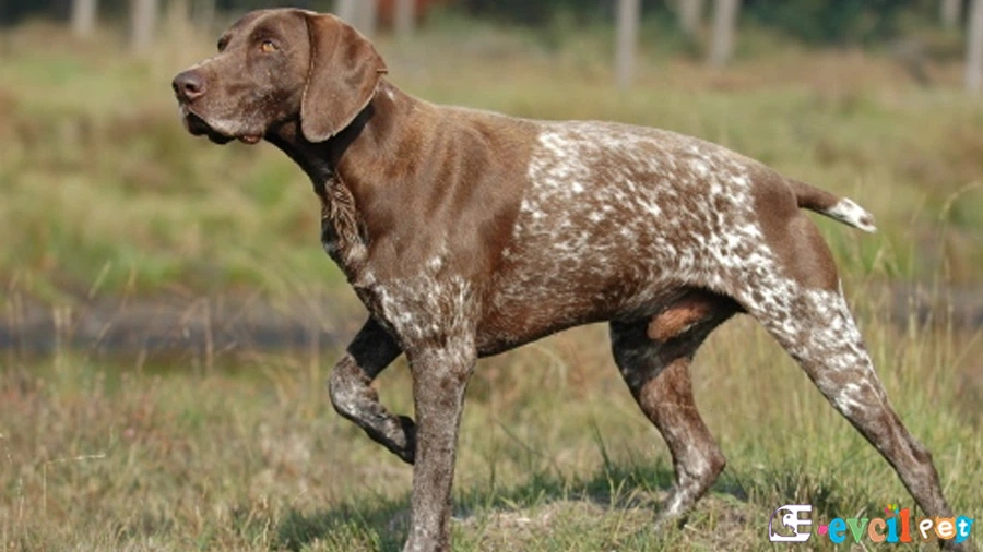 Alman Puanteri (German Shorthaired Pointer) Alman Puanteri Karakter Özellikleri (German Shorthaired Pointer)