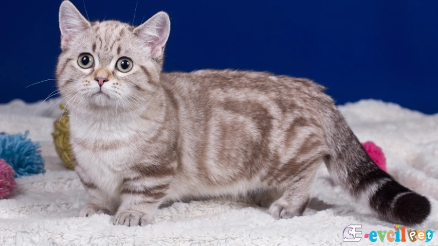 Munchkin Bakımı ve Beslenmesi