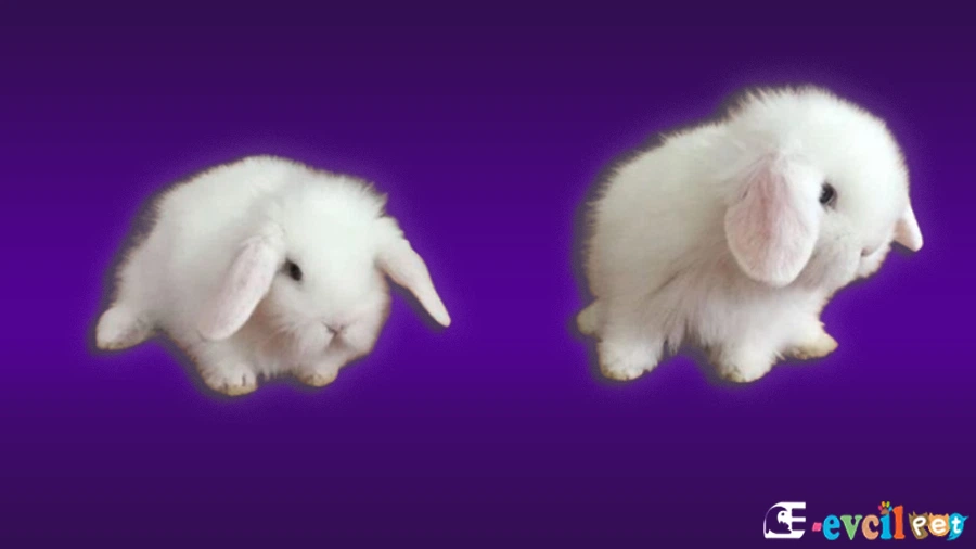 Hollanda Lop Tavşanı Tuvalet Eğitimi