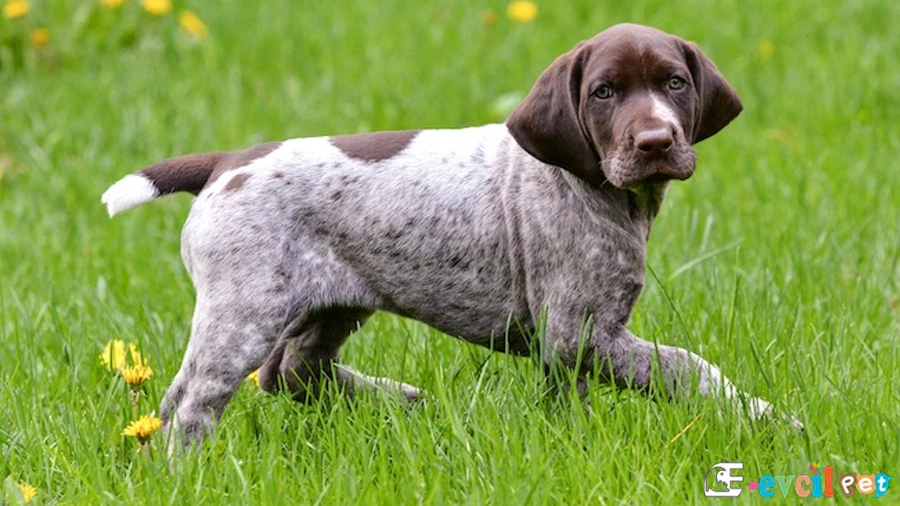 Alman Puanteri (German Shorthaired Pointer) Alman Puanteri Bakımı ve Beslenmesi (German Shorthaired Pointer)