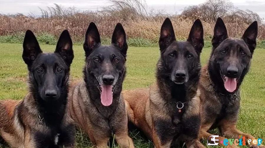 Belçika Malinois Bakımı ve Beslenmesi