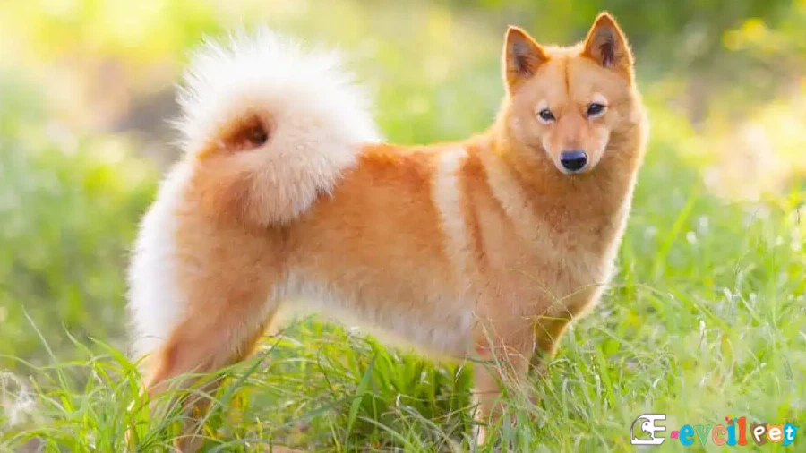 Finnish Spitz Bakımı ve Beslenmesi