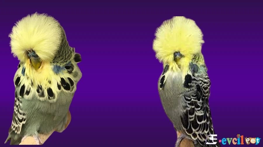 Show Jumbo Muhabbet Kuşu Sarı Yüz Yeni Nesil