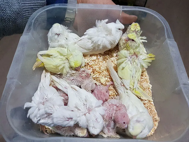 Japones Muhabbet Kuşu