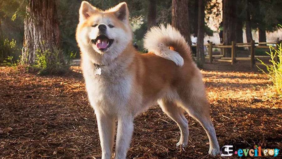 Akita inu Ormanda