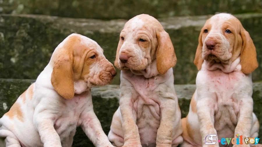 Bracco Italiano Genetik Sağlık Sorunları