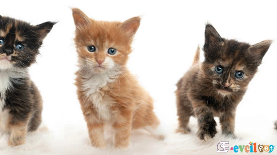 Domestic Medium Hair Kedisi