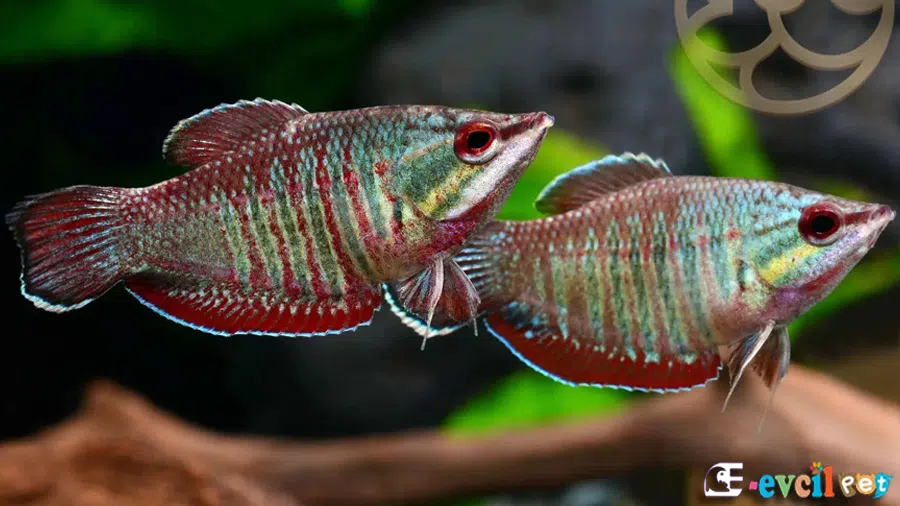 Samuray Gurami (Sphaerichtys vaillanti)