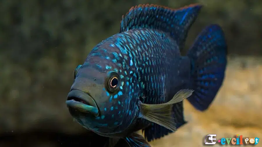 Jack Dempsey (Rocio octofasciata)