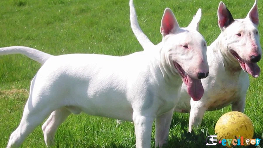 Bull Terrier Karakter Özellikleri