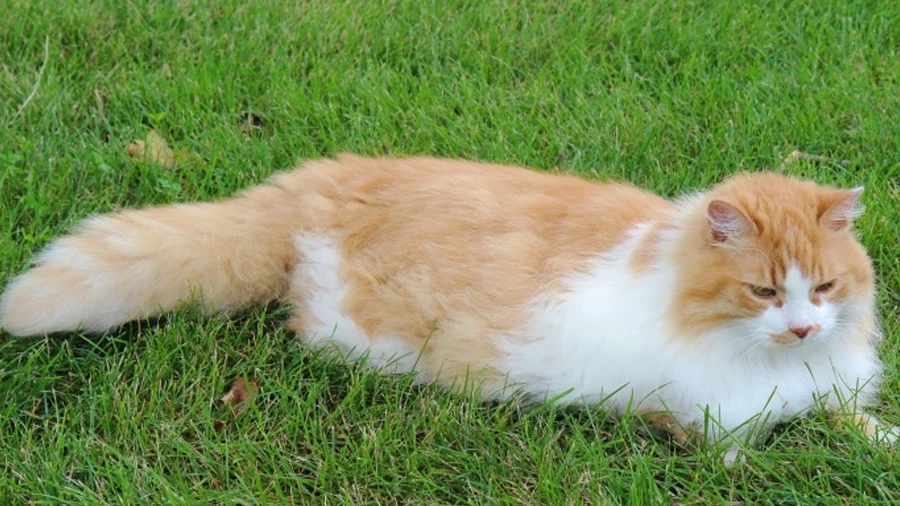 Domestic Longhair Genetik Sağlık Sorunları