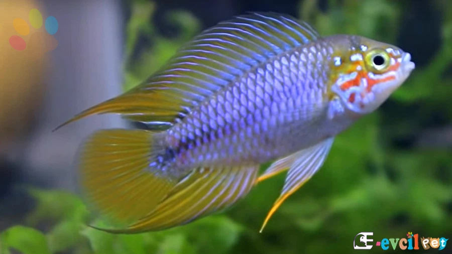 Apistogramma borellii (Borelli Cichlid)
