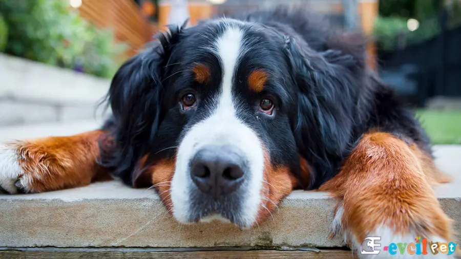 Bernese Dağ Köpeği Fiziksel Özellikleri