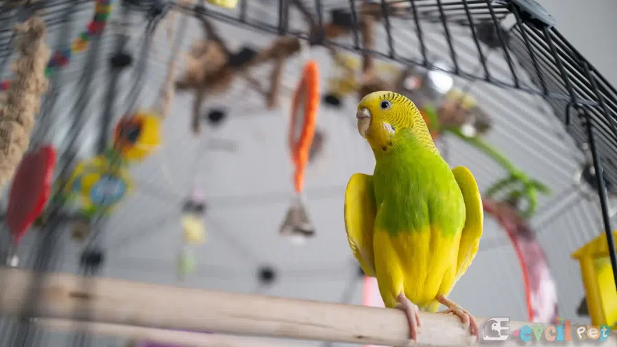 Muhabbet Kuşu ve Kafesi