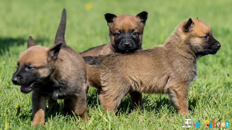 Belçika Malinois Temel Eğitimi ve Tuvalet Eğitimi