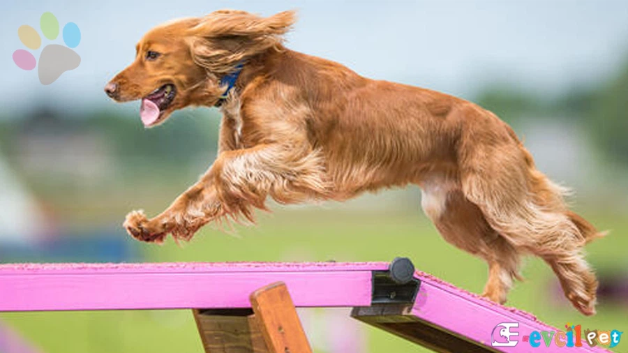 Yaşlı köpeklerin spor ihtiyacı nasıl karşılanmalı?