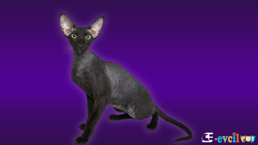 Peterbald Kedisi