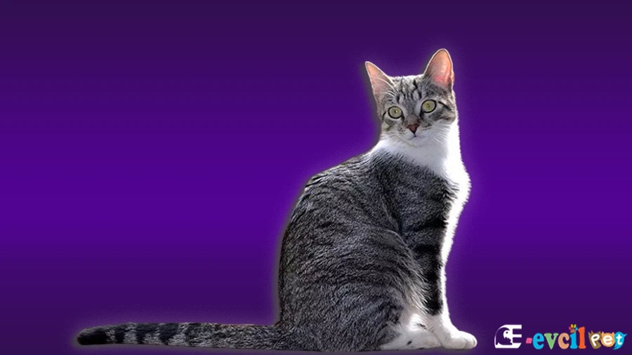 Brazilian Shorthair Kedi