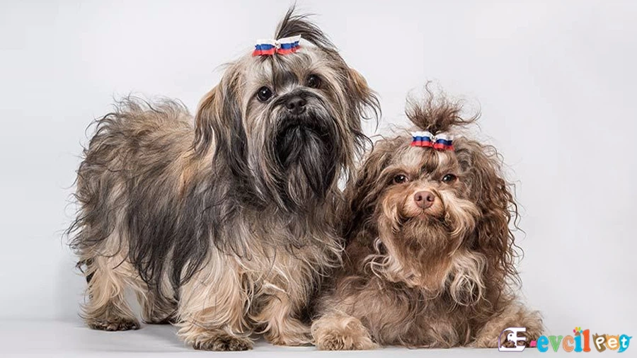 Russian Tsvetnaya Bolonka Fiziksel Özellikleri