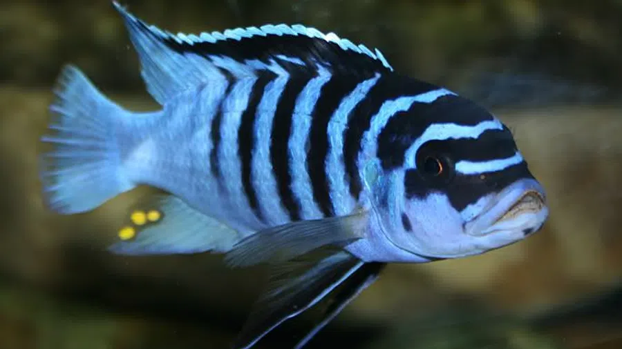 Metriaclima zebra Yakın Çekim