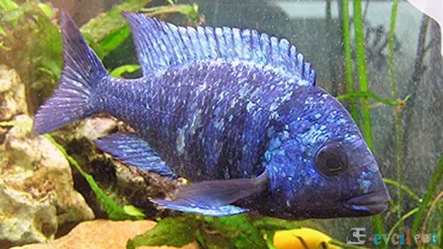 Placidochromis Phenochilus Erkek