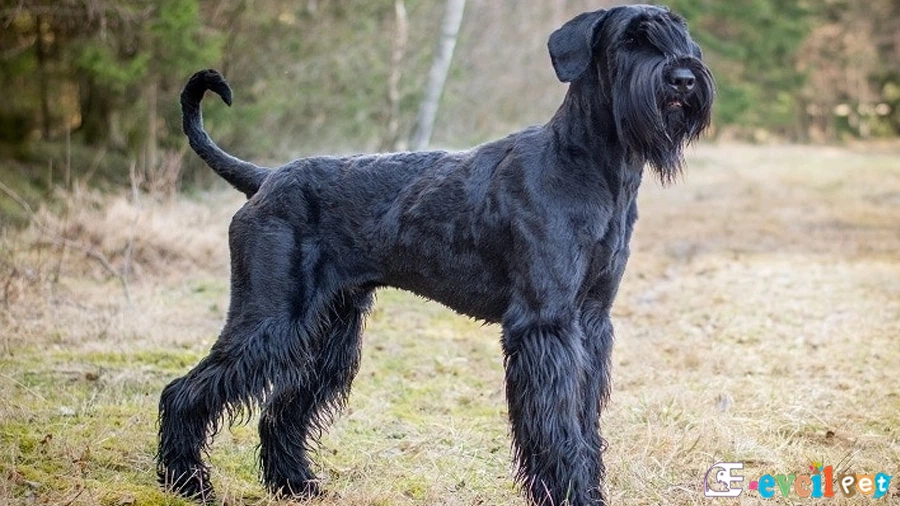 Giant Schnauzer Giant Schnauzer Bakımı ve Beslenmesi