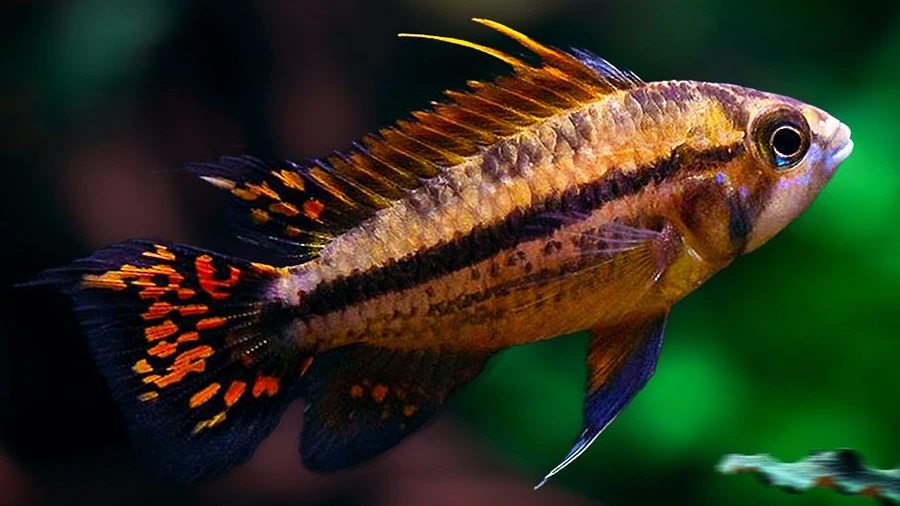 Apistogramma cacatuoides (Cacatuoides Cichlid)