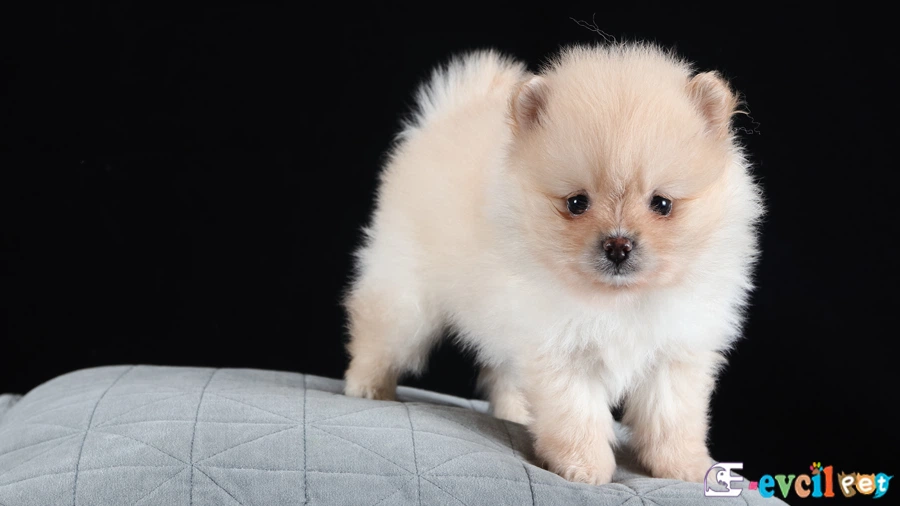 Alman Spitz Genetik Sağlık Sorunları Hastalıkları (German Spitz)
